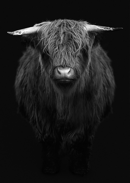 Bison Highland