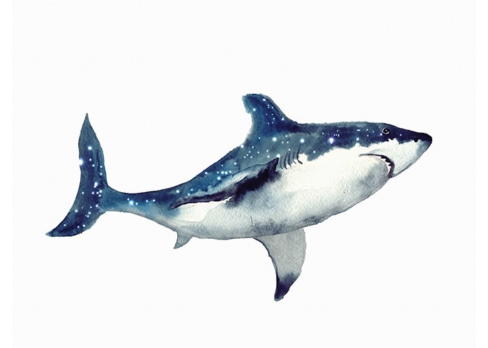 Αφίσα Poster Μπλέ καρχαρίας