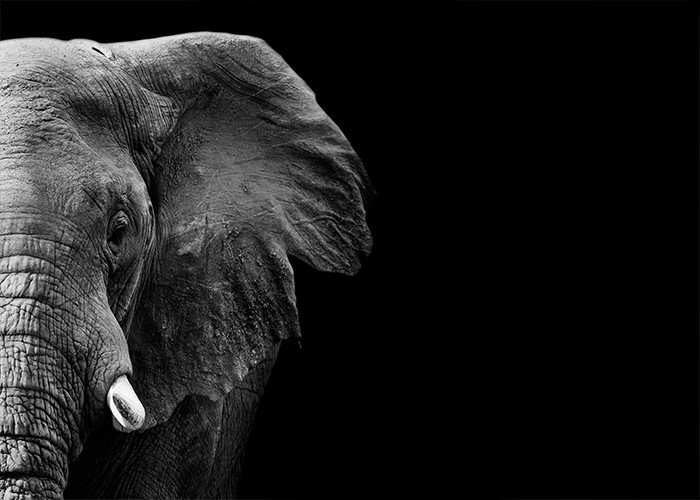 Σκοτεινός Ελέφαντας