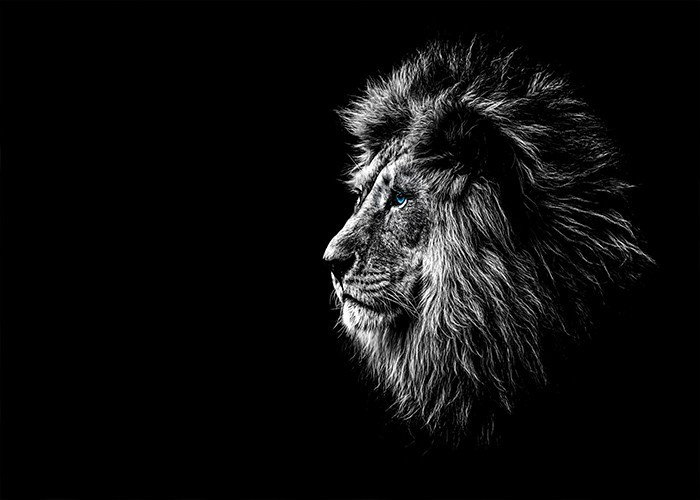 Λιοντάρι βασιλιάς