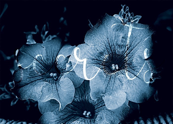 Αφίσα Poster Λουλούδι Ιπόμεα