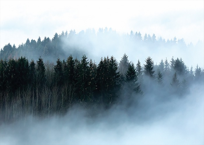 Αφίσα Poster Δάσος με ομίχλη