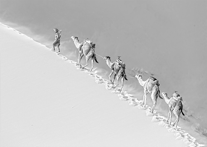 Αφίσα Poster Καμήλες στην έρημο