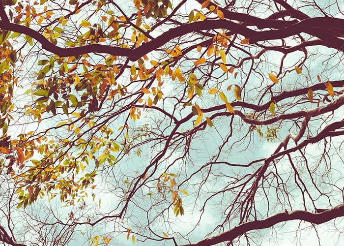 Αφίσα Poster Δέντρο το φθινόπωρο