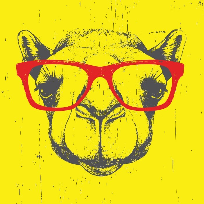 Κίτρινη καμήλα με κόκκινα γυαλιά