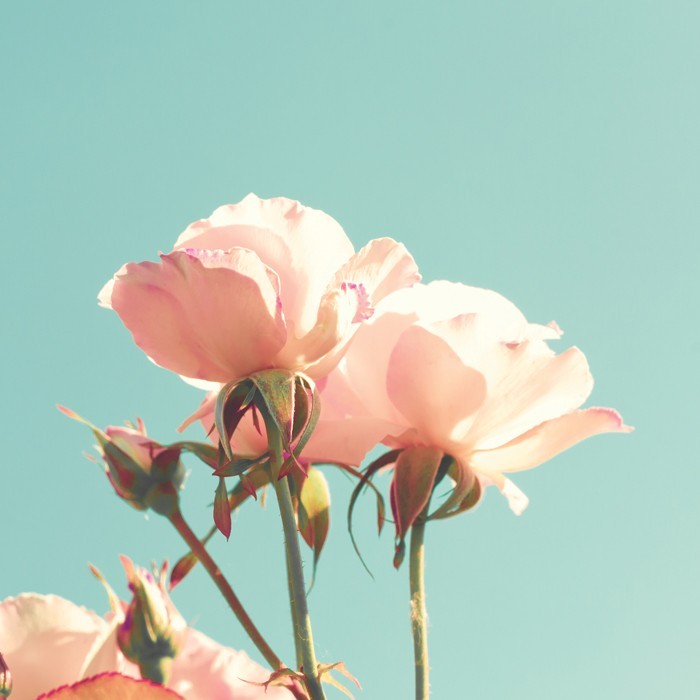 Αφίσα Poster Τριαντάφυλλα στον ήλιο