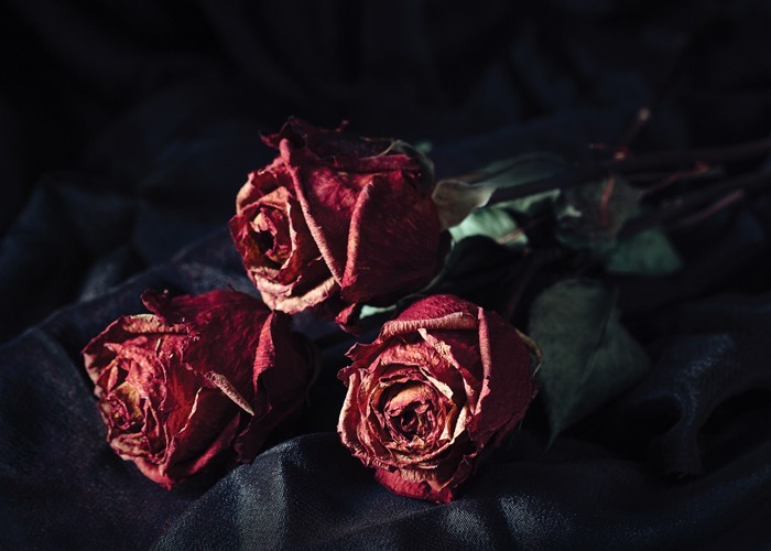 Αφίσα Poster Κόκκινα τριαντάφυλλα