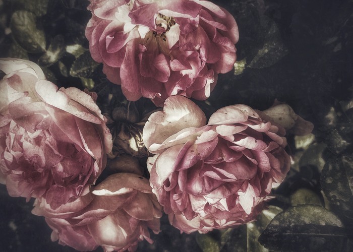 Αφίσα Poster Ανθισμένα τριαντάφυλλα