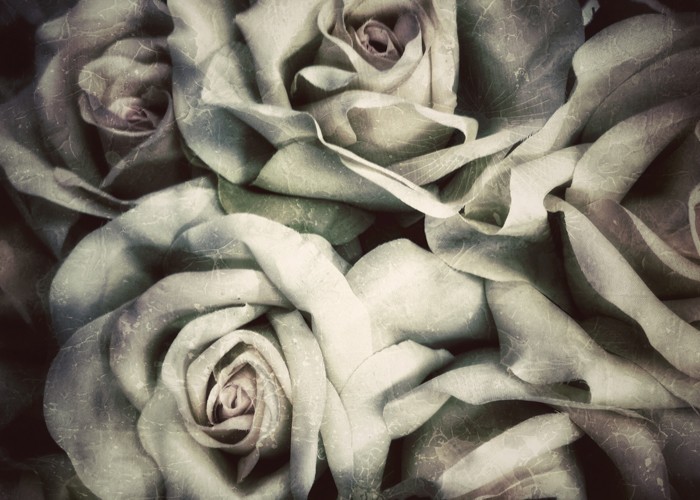 Αφίσα Poster Μπουκέτο με λευκά τριαντάφυλλα