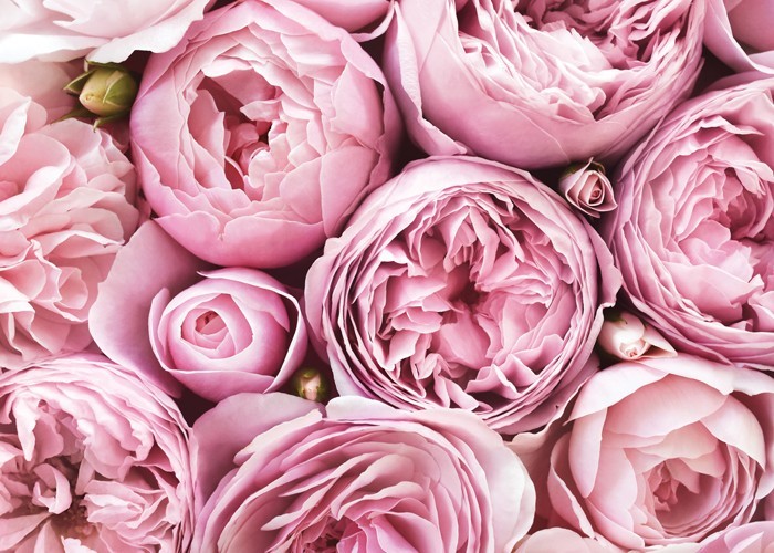 Αφίσα Poster Ανθισμένα ροζ τριαντάφυλλα