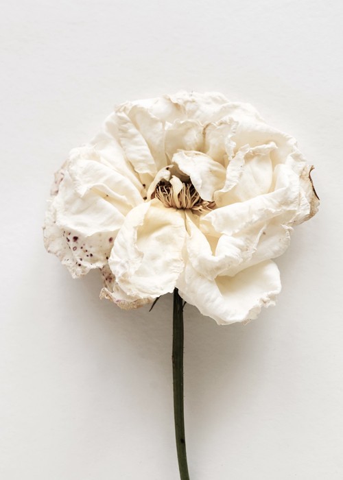 Αφίσα Poster Λευκό μαραμένο τριαντάφυλλο