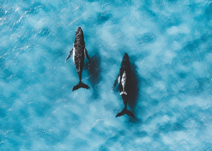 Αφίσα Poster Φάλαινες στον Ωκεανό