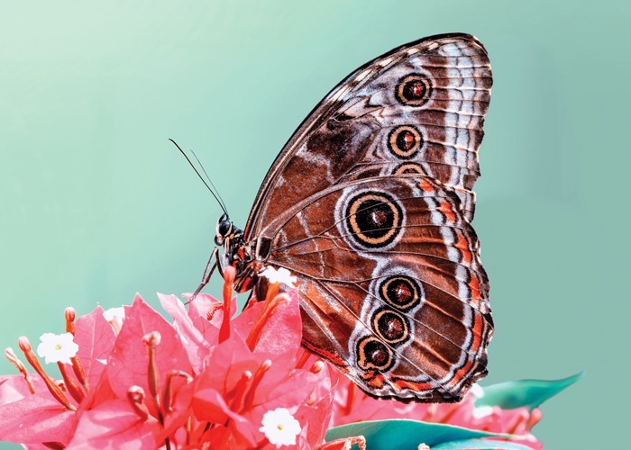Αφίσα Poster Καφέ πεταλούδα