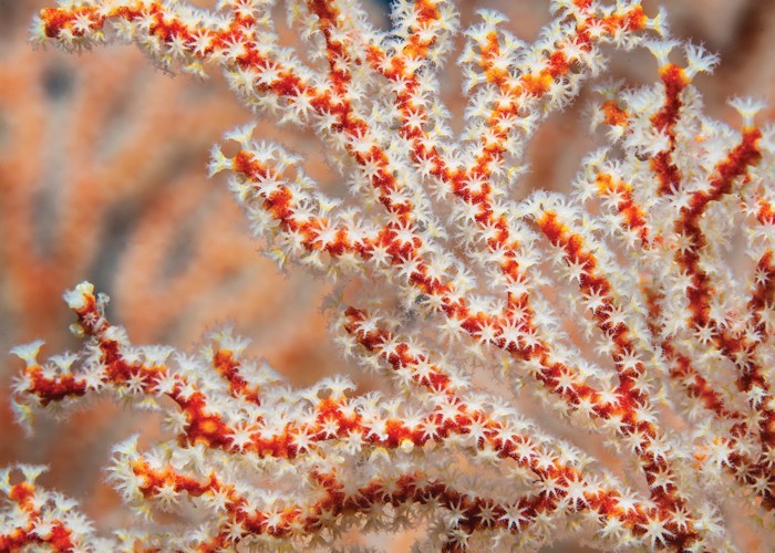 Αφίσα Poster Θαλάσσιο κοράλλι