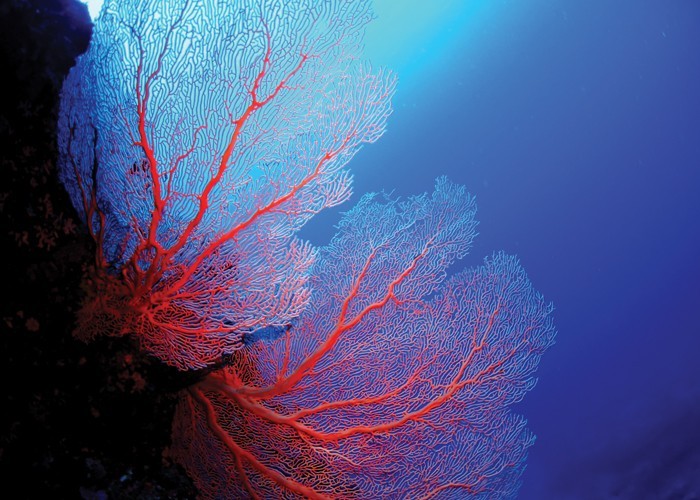 Αφίσα Poster Κόκκινο κοράλλι