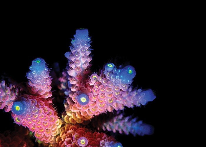 Αφίσα Poster Πολύχρωμο κοράλλι