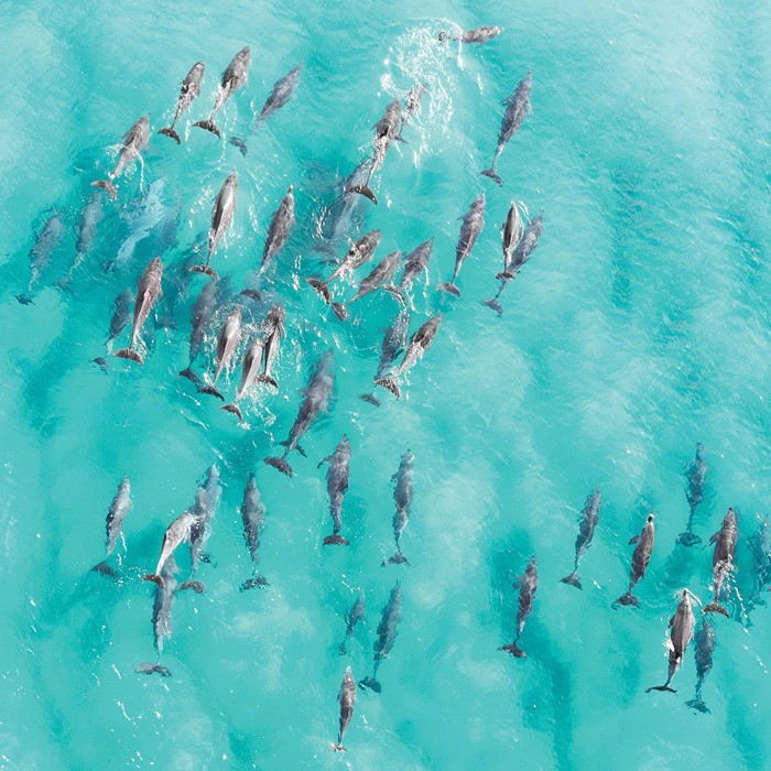Αφίσα Poster Δελφίνια στο γαλάζιο ωκεανό