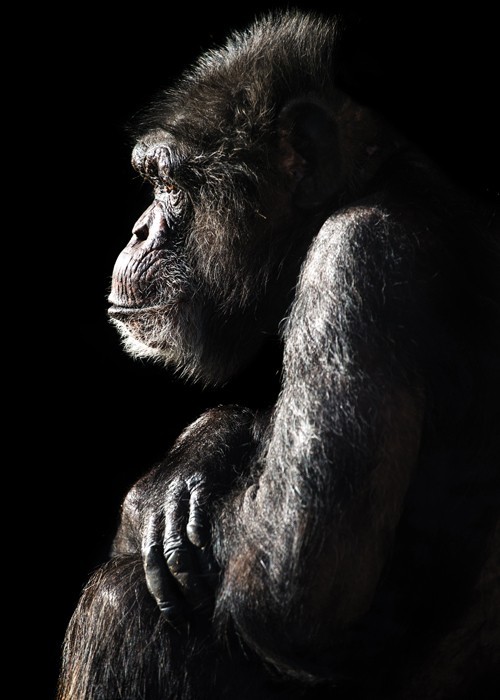 Αφίσα Poster Αρσενικός χιμπατζής