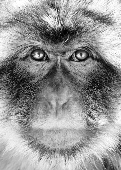Αφίσα Poster Ασπρόμαυρη μαϊμού