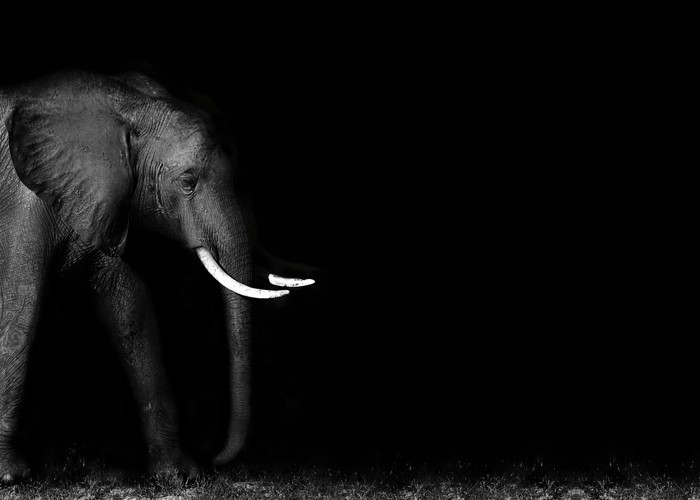 Αφίσα Poster Αφρικανικός ελέφαντας