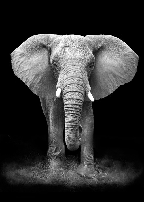 Αφίσα Poster Γκρι ελέφαντας