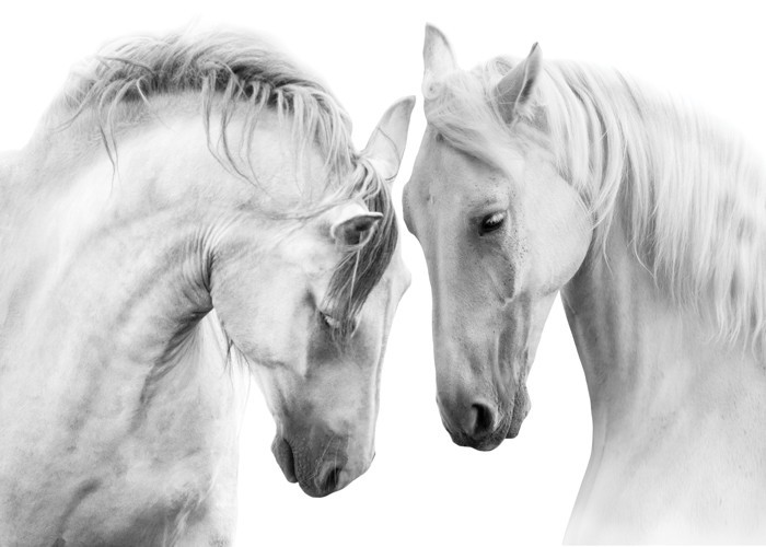 Αφίσα Poster Λευκά άλογα