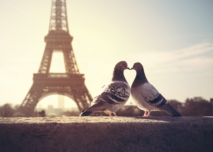 Αφίσα Poster Ερωτευμένα περιστέρια στο Παρίσι