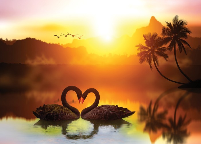 Αφίσα Poster Ερωτευμένοι κύκνοι στο ηλιοβασίλεμα