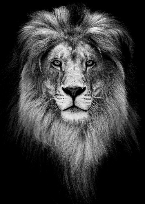 Αφίσα Poster Αρσενικό λιοντάρι