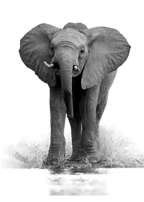 Αφίσα Poster Μικρός γκρι ελέφαντας