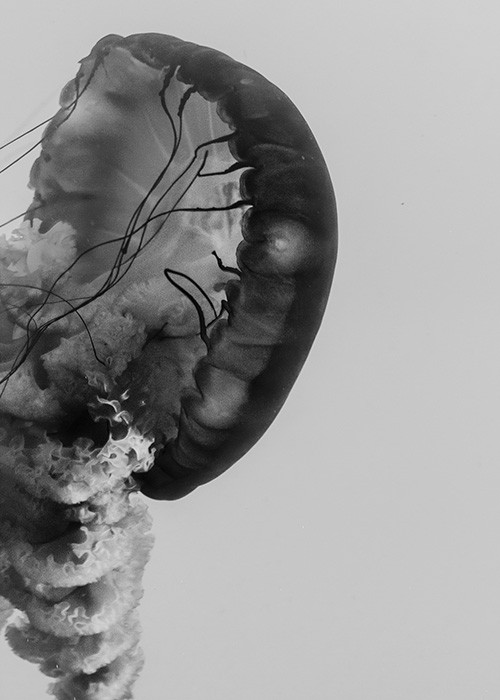 Πίνακας Etalbond Black n White - Jellyfish Πίνακας Etalbond Black n White - Jellyfish