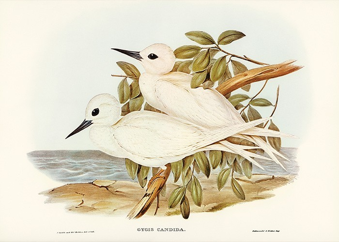 Πίνακας Κόντρα Πλακέ Vintage - White Birds