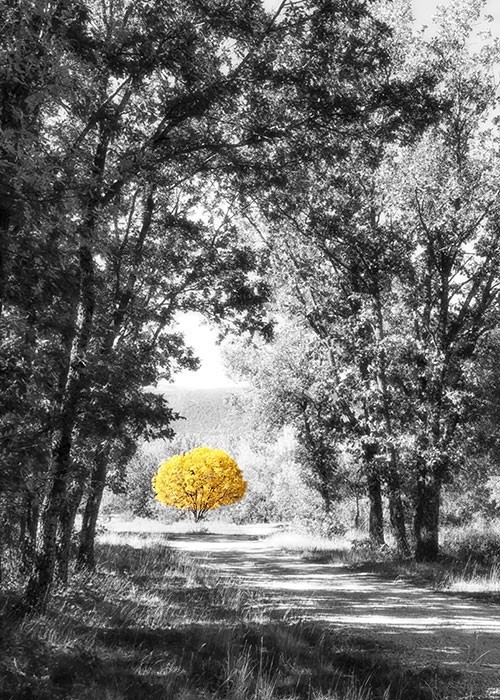 Τοπίο με Κίτρινο δέντρο στο δάσος σε Πίνακα