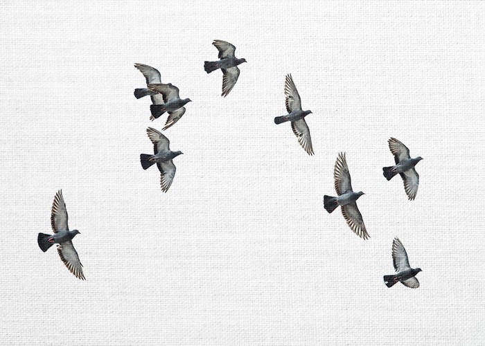 Ασπρόμαυροι Πίνακες – Μετανάστευση πουλιών