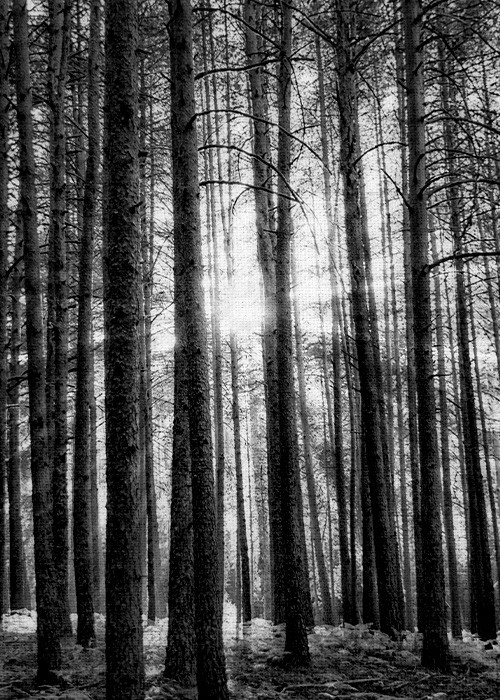 Ασπρόμαυροι Πίνακες – Δάσος με ψηλά δέντρα  