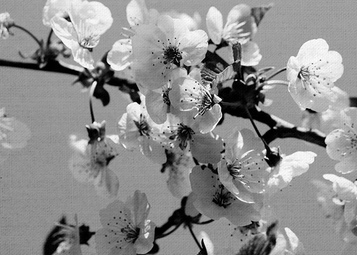 Ασπρόμαυροι Πίνακες – Δέντρο με λευκά άνθη