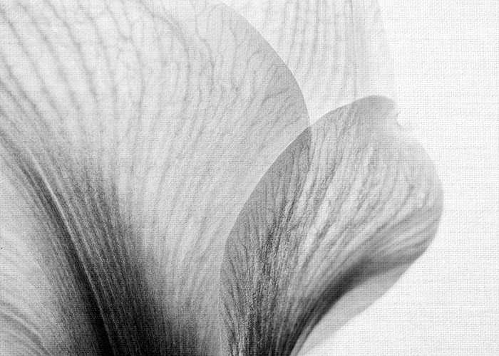 Ασπρόμαυροι Πίνακες – Κοντινή λήψη φύλλων λουλουδιού