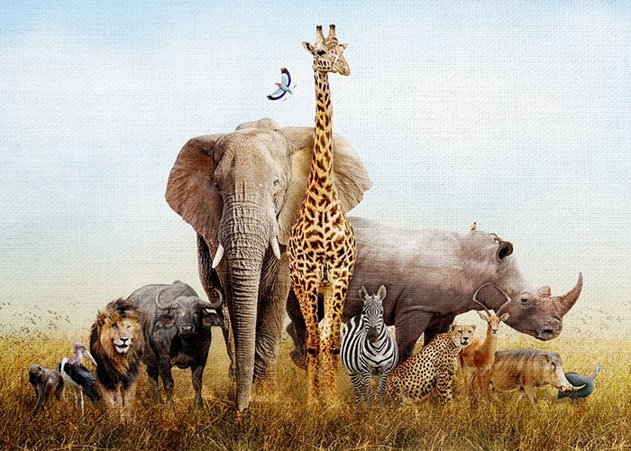 Παιδικά Πίνακας και Ομάδα αφρικανικών ζώων