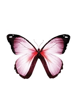 Πεταλούδα