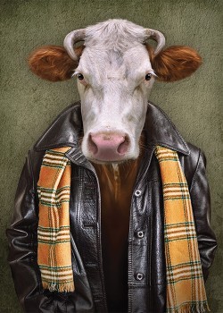 Αγελάδα με δερμάτινο τζάκετ