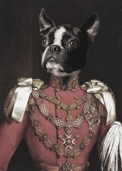 Prince Bulldog