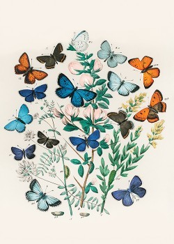 Πολύχρωμες πεταλούδες