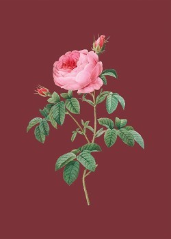 Ροζ τριαντάφυλλο σε μπορντό φόντο
