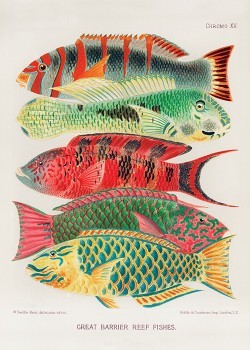 Πολύχρωμα ψάρια