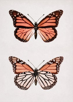 Πεταλούδα Μονάρχης
