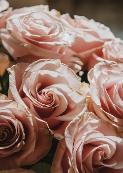 Ροζ τριαντάφυλλα