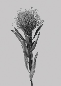 Λουλούδι Pincushion