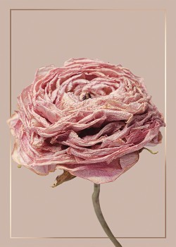 Romantic Antike Roses