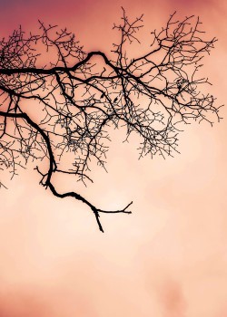 Κλαδί δέντρου στο ηλιοβασίλεμα