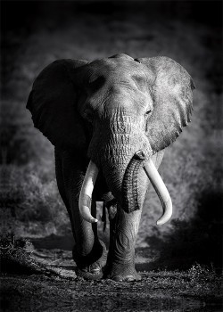 Ελέφαντας στην Ζούγκλα